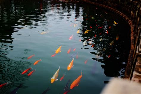 金魚養殖|金魚飼養指南：8個養殖技巧，新手必讀！ 